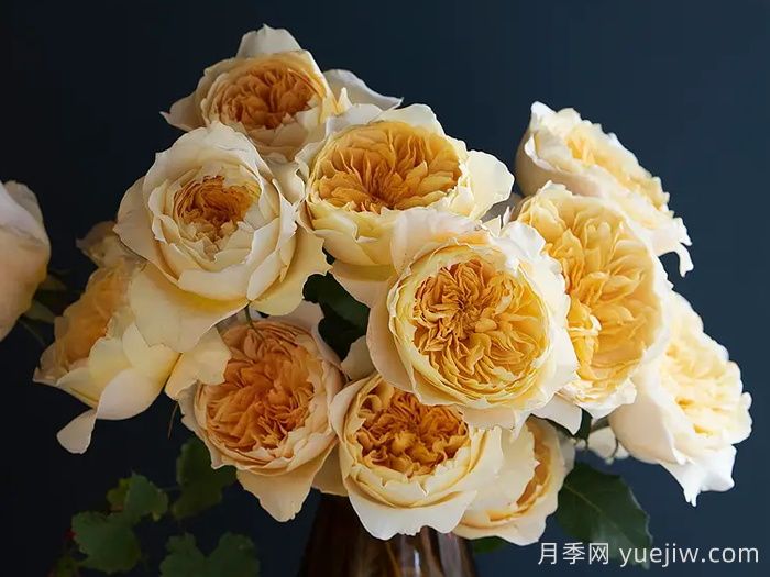 艾菲月季優(yōu)缺點(diǎn)，奧斯汀黃色切花，觀賞價(jià)值高(圖2)
