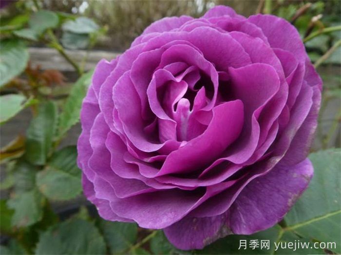 比利時(shí)月季/密涅瓦月季(圖6)