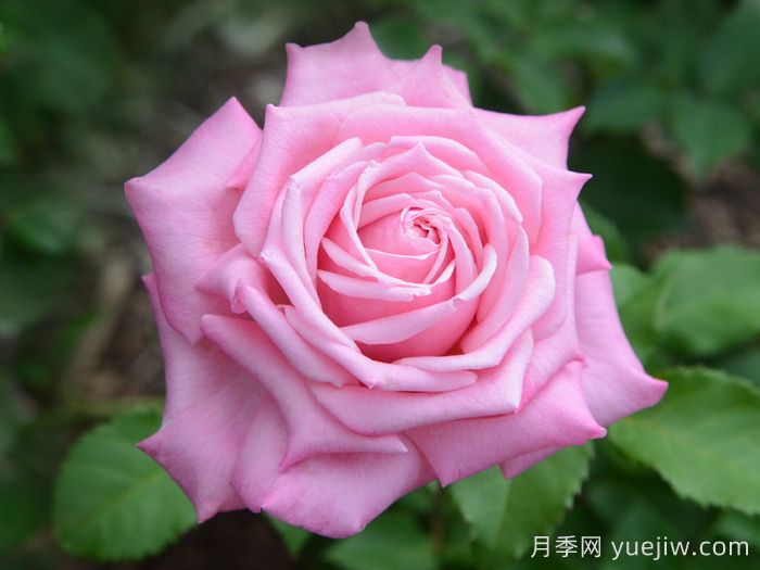 貝琳達之夢月季推薦，超級粉嫩的耐熱大花月季(圖2)