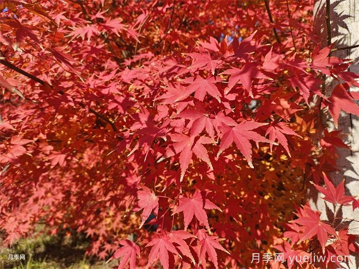 如何分辨三角楓、五角楓、元寶楓、雞爪槭，有圖片(圖5)