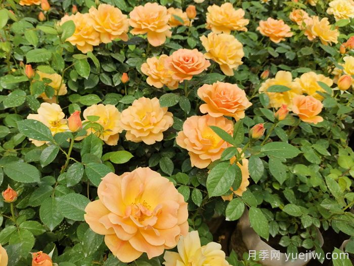 月季真的是藥罐子嗎？如何不噴藥養(yǎng)好月季？(圖2)