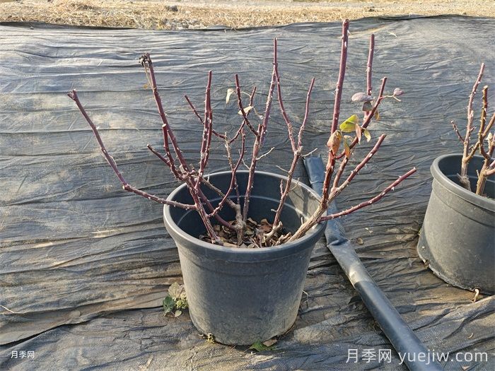 北方室內(nèi)和室外月季越冬辦法(圖2)
