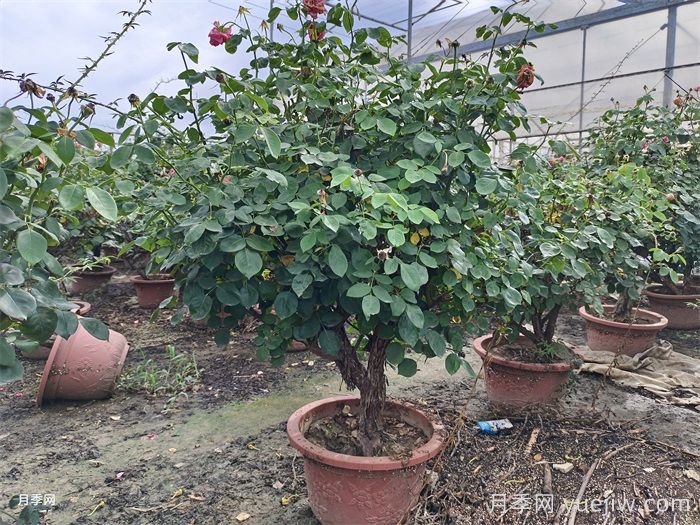 月季葉子掉個不停？光桿月季如何重新發(fā)芽？(圖3)