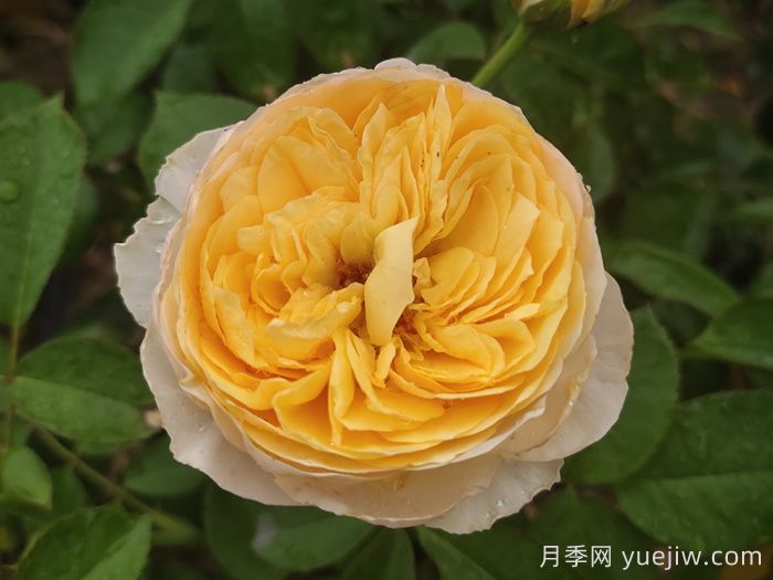 分享50款經(jīng)典的切花月季品種(圖1)