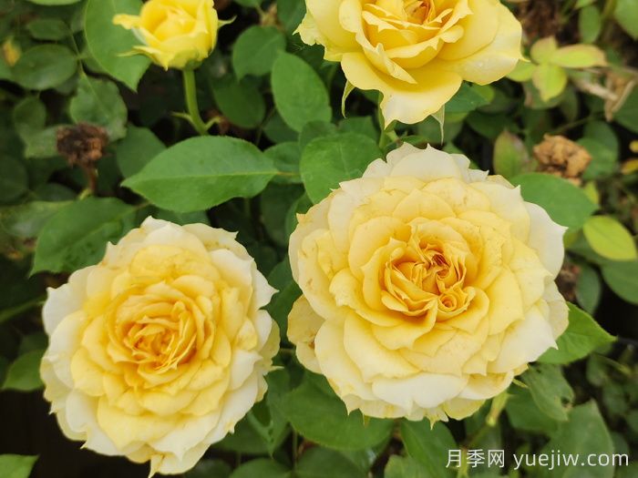 分享50款經(jīng)典的切花月季品種(圖2)