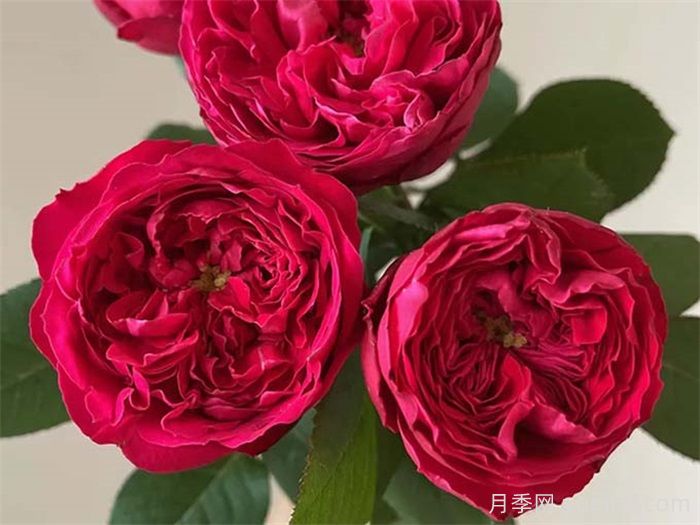 分享50款經(jīng)典的切花月季品種(圖4)