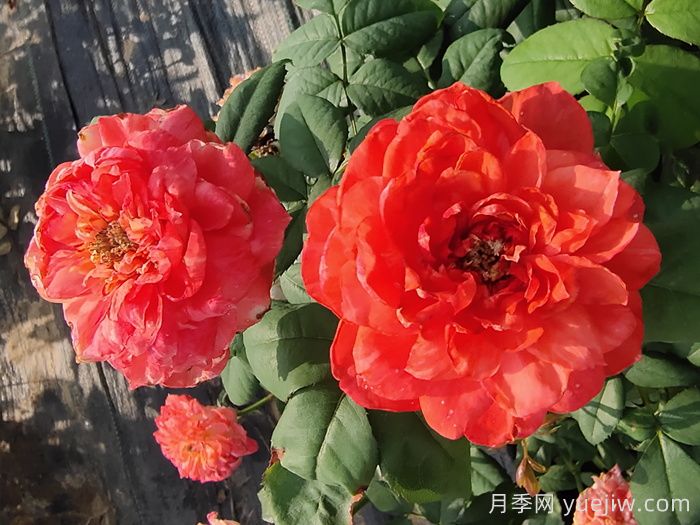 分享50款經(jīng)典的切花月季品種(圖6)