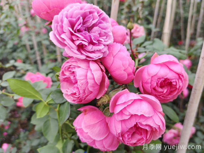 分享50款經(jīng)典的切花月季品種(圖9)
