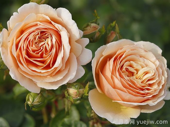丹陶百香果月季介紹，有美妙香氣的切花月季(圖1)