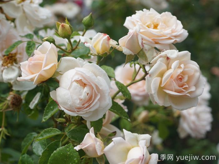 瑪婷吉洛月季介紹，適應性強，香味宜人(圖2)