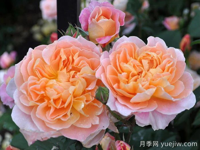 印象派月季(圖2)