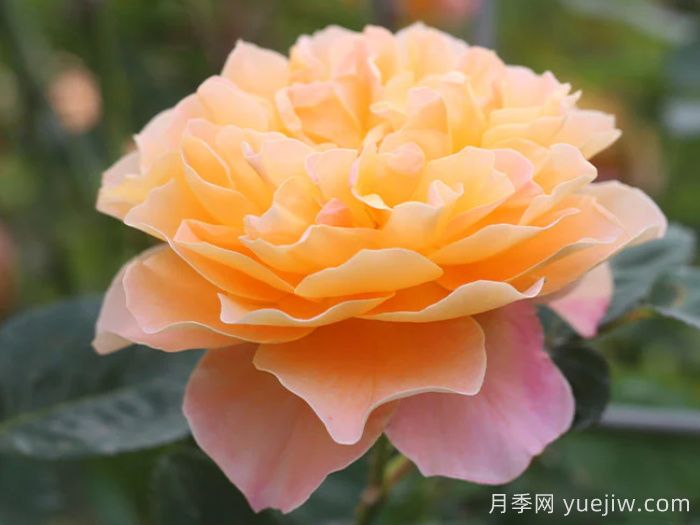 印象派月季(圖3)
