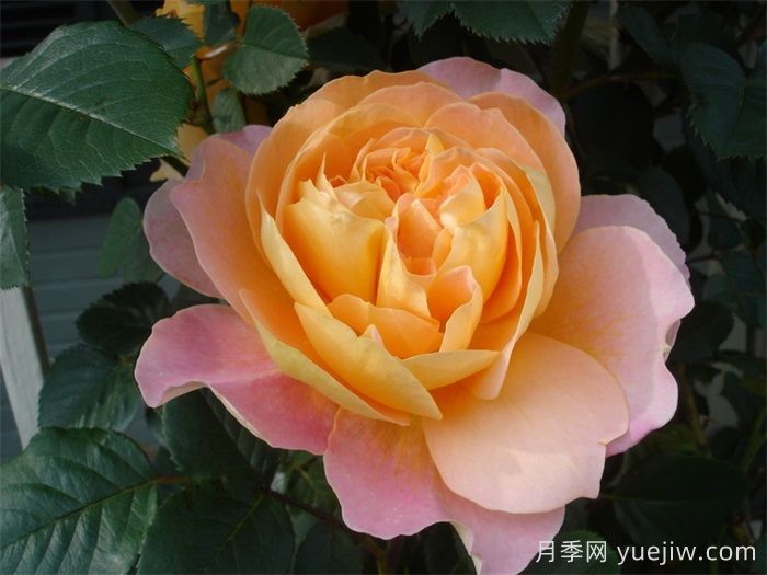 印象派月季(圖4)