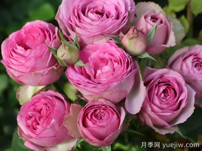 薰衣草蕾絲月季/薰衣草花邊月季(圖3)