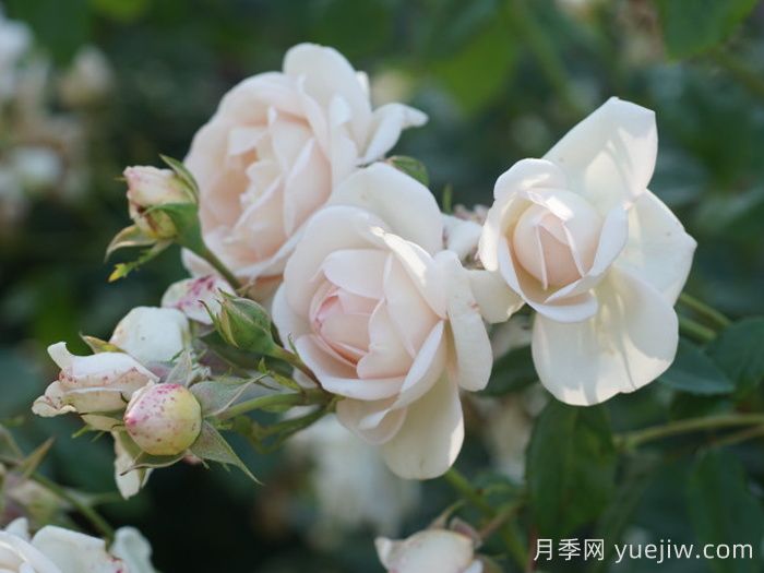 瑪婷吉洛月季(圖2)