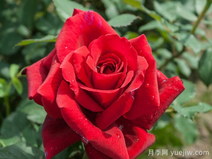 香魔84月季/皇家威廉/芳香魔法(圖1)