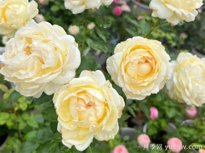 40個(gè)伊芙月季系列品種匯總(圖2)