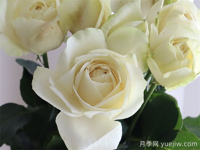 40個(gè)伊芙月季系列品種匯總(圖3)