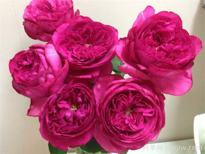 40個(gè)伊芙月季系列品種匯總(圖4)