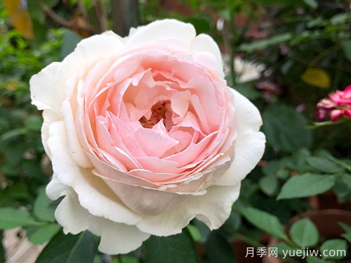 40個(gè)伊芙月季系列品種匯總(圖5)