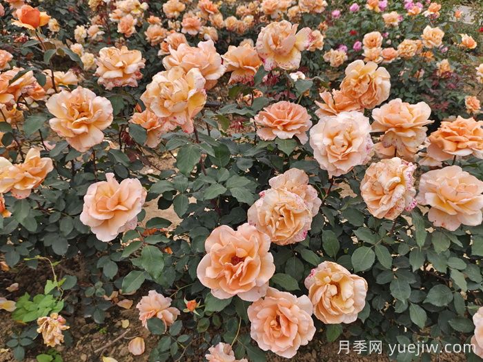 春季月季如何施肥？施肥時間和施肥方法     (圖3)