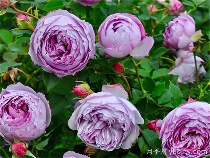 分享50個濃香月季品種(圖1)