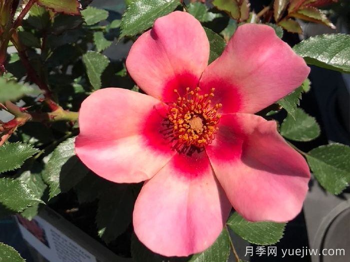 分享50個濃香月季品種(圖6)