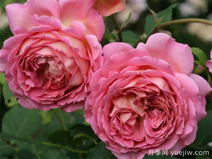 分享50個濃香月季品種(圖7)