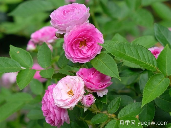 分享50個濃香月季品種(圖8)