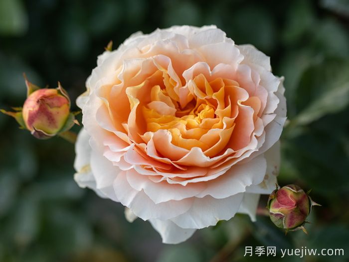 追求月季新品種問(wèn)題多，注意不要跳進(jìn)月季坑     (圖2)