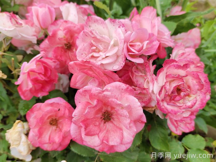 超級(jí)耐寒的5個(gè)月季品種，0度以上就能開花(圖4)