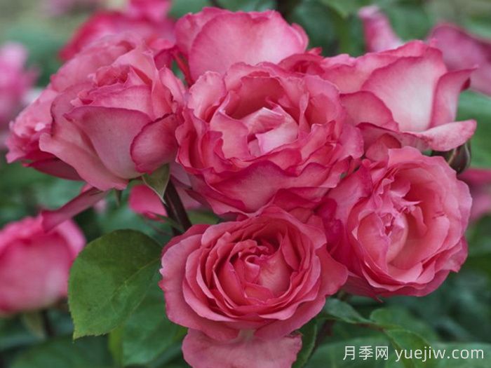粉紅豹月季/粉豹月季(圖3)