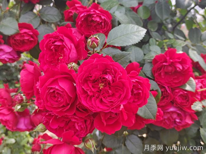 推薦10個抗病性超強的月季品種(圖4)