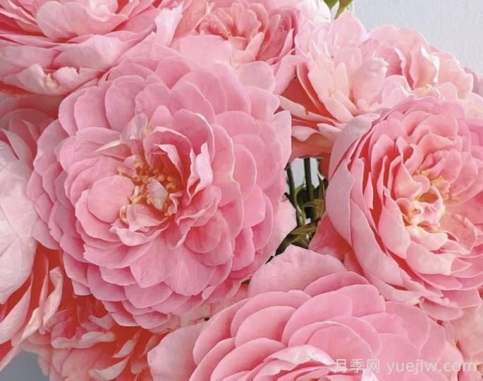 蜜桃果汁陽臺月季介紹(圖1)