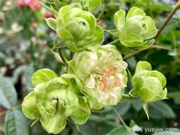 閃電月季，超級勤花的綠花微月(圖1)