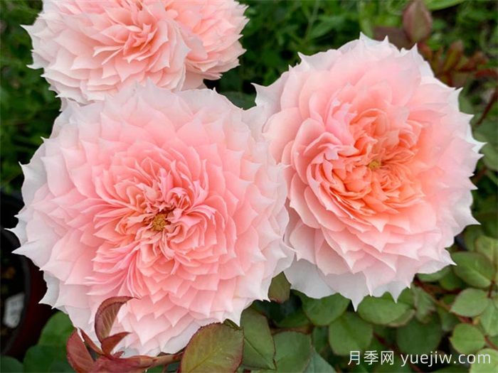 月季成長(zhǎng)成長(zhǎng)之路，月季小苗到大苗開花的全過程(圖2)
