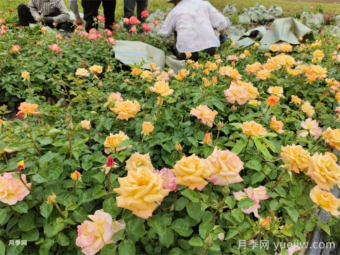 月季小苗的緩苗辦法？提高移栽成活率(圖1)