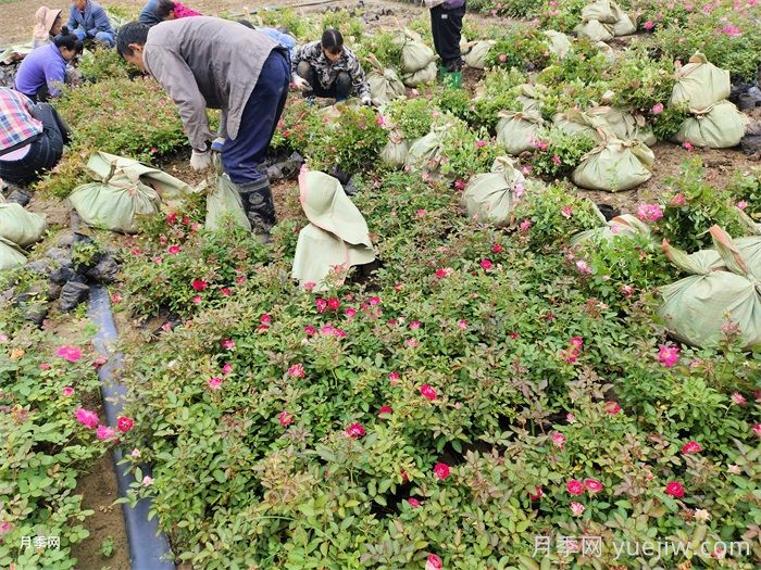 月季小苗的緩苗辦法？提高移栽成活率(圖2)