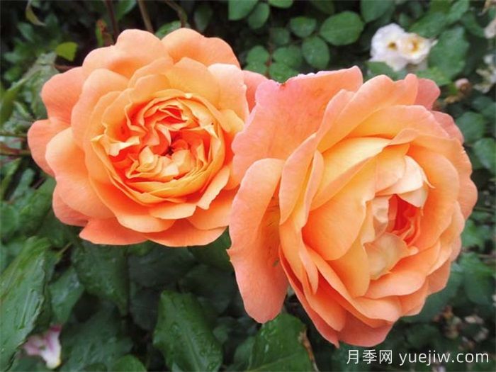 艾瑪漢密爾頓夫人月季，香氣迷人，顏值出彩    (圖2)