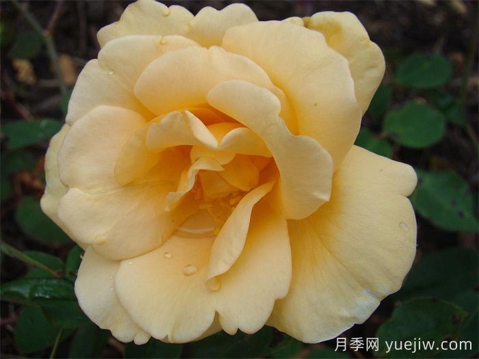 希林頓夫人月季，百年經(jīng)典灌木月季(圖1)