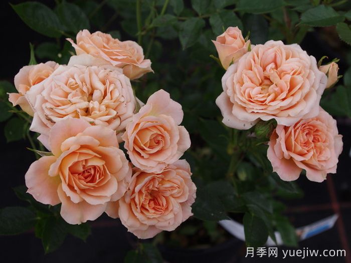 甜夢(mèng)月季的養(yǎng)護(hù)辦法(圖2)
