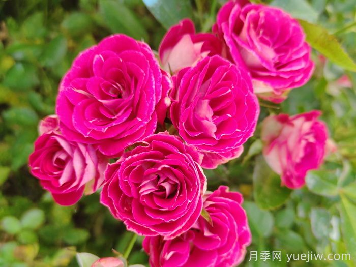 微型月季一年四季花開不斷，微型月季栽培手冊(圖2)