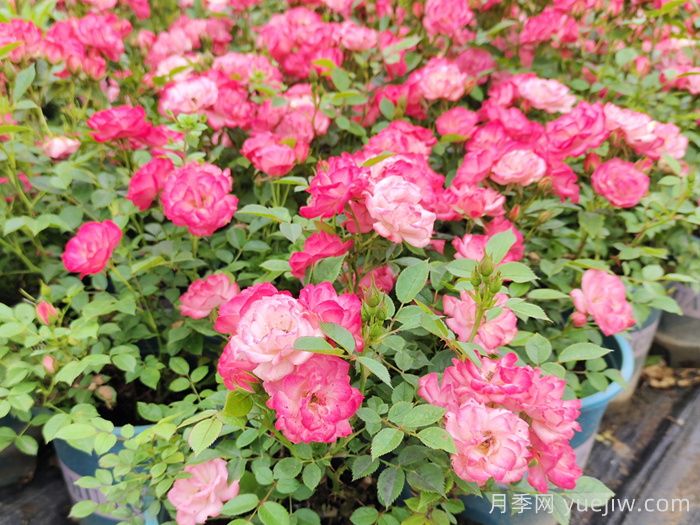 微型月季一年四季花開不斷，微型月季栽培手冊(圖3)