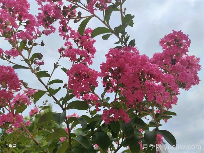 百十種四季配置應(yīng)用的花木植物品種(圖2)