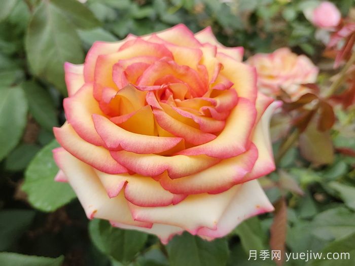 百十種四季配置應(yīng)用的花木植物品種(圖3)