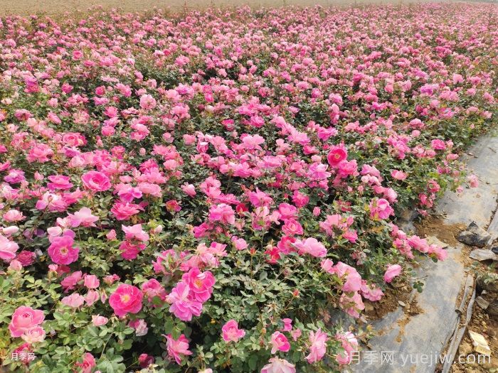 園林綠化怎樣搶救萎蔫的月季花？(圖1)