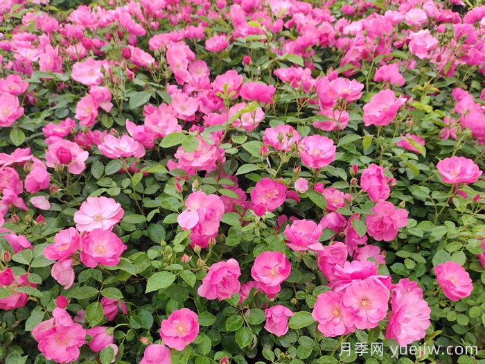 城市公園景觀園林植物配置應(yīng)用(圖2)