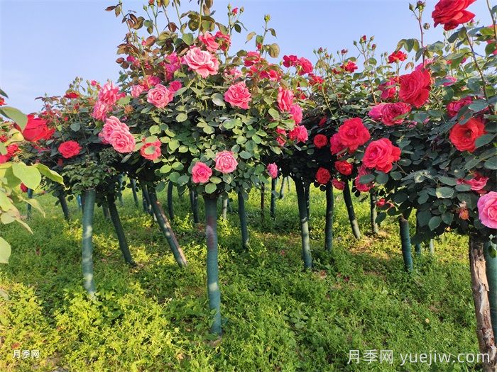 庭院花園春季養(yǎng)護(hù)方案(圖2)
