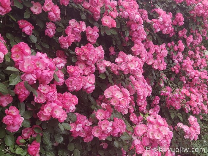 新手**次養(yǎng)月季怎么做？(圖1)