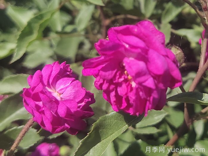月季推薦，葡萄園之歌月季(圖1)